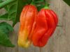 Pimento Africano Pimento Africano