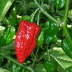 Naga Morich chili paprika mag