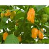 Habanero Golden Habanero Golden