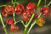 Habanero Cappucchino chili paprika mag Habanero Cappucchino chili paprika mag