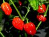 Scotch Bonnet Safi Scotch Bonnet Safi