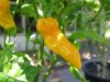 Fatalii chili paprika mag Fatalii chili paprika mag