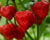 Trinidad Scorpion Trinidad Scorpion