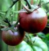 Tomate Black Cherry Tomate Black Cherry