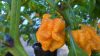 Trinidad Moruga Yellow Trinidad Moruga Yellow