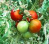 Variegated paradicsom Variegated paradicsom