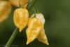 Habanero Hot Lemon chili Habanero Hot Lemon chili