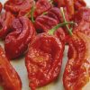 Bih Jolokia chili paprika mag Bih Jolokia chili paprika mag