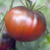Tomate Sea Man Tomate Sea Man