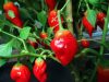 Habanero Tasmanian Red Habanero Tasmanian Red