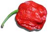 7 Pot Red chili paprika mag 7 Pot Red chili paprika mag