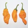 Monkey Face chili paprika mag Monkey Face chili paprika mag