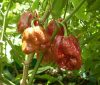 7 Pot Brain Brown chili 7 Pot Brain Brown chili