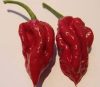 Naga Viper chili paprika mag Naga Viper chili paprika mag