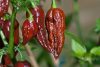 Bhut Jolokia Chocolate Bhut Jolokia Chocolate