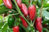 Jalapeno TAM Jalapeno TAM