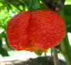 Trinidad Moruga Red Trinidad Moruga Red