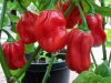 Habanero Red Savina chili paprika vetőmag Habanero Red Savina chili paprika vetőmag
