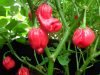 Aji Dulce chili paprika mag Aji Dulce chili paprika mag