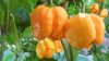 7 Pot Chaquanas Yellow chili 7 Pot Chaquanas Yellow chili