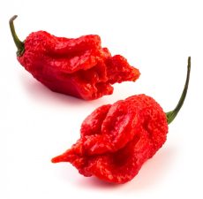 Carolina Reaper chili paprika mag / HP22B Selected